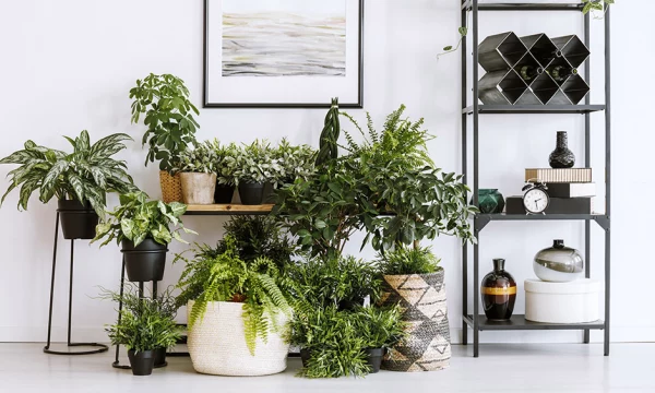 Оживите свой дом: 6 видов комнатных растений облегчат вам задачу