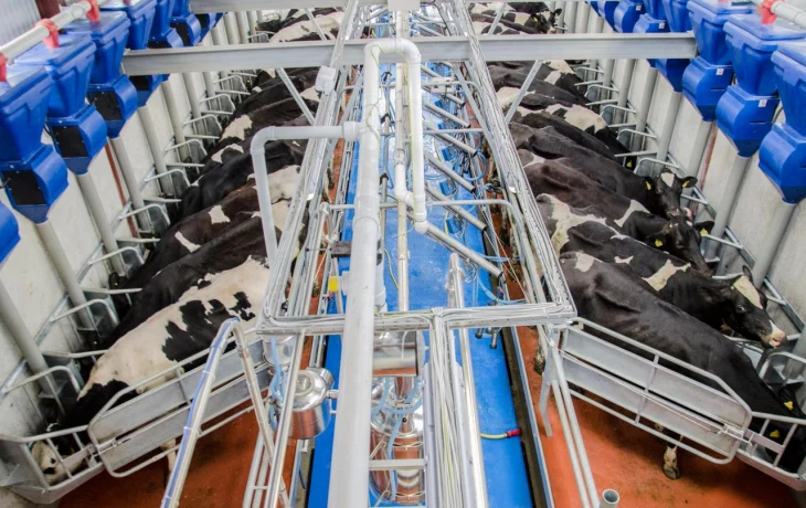 Содержание коров на молочной ферме